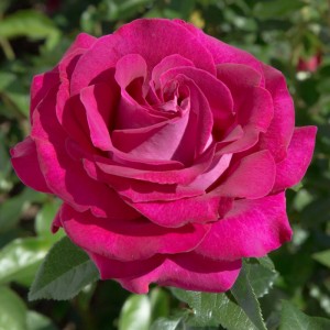 BELLES RIVES (hybrid tea)